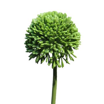 Allium artificiale BAILIN, verde, 40 cm