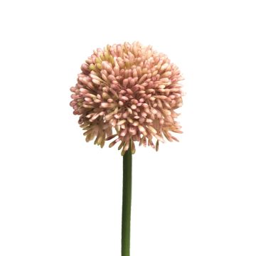 Allium artificiale BAILIN, rosa-crema, 40 cm