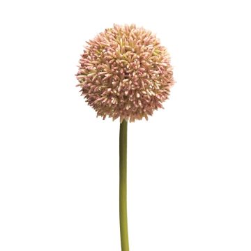 Allium artificiale BAILIN, rosa-crema, 65 cm