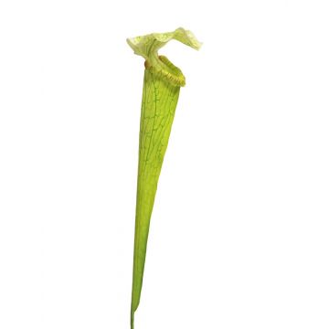 Succulenta artificiale di sarracenia YUNFEI su stelo, verde, 60 cm