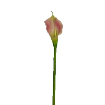 Calla artificiale DOU, rosa-verde, 70 cm