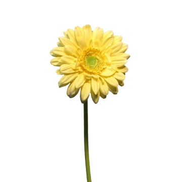 Gerbera artificiale QIUDONG, giallo, 50 cm