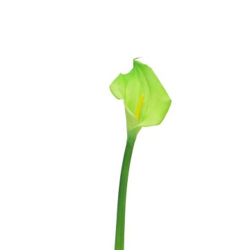 Calla artificiale ZHILONG, verde chiaro, 55 cm