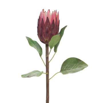 Protea decorativa AZHEN, viola, 65cm
