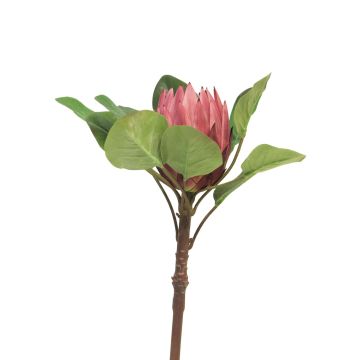 Protea decorativa JIANJUN, viola, 85 cm