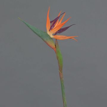 Strelitzia artificiale WEIYU, arancione-viola, 60 cm