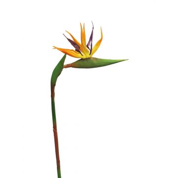 Strelitzia artificiale WEIYU, arancione-viola, 60 cm
