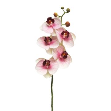 Ramo artificiale di orchidea Phalaenopsis SONGYA, rosa-crema, 55 cm
