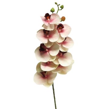 Ramo artificiale di orchidea Phalaenopsis SONGYA, rosa-crema, 75 cm