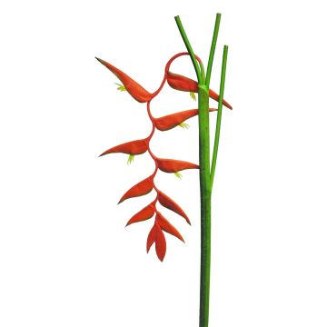 Heliconia artificiale JIANG, rosso, 130 cm