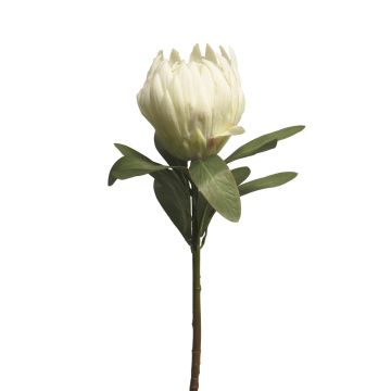 Protea decorativa JIAHUI, bianco, 70cm
