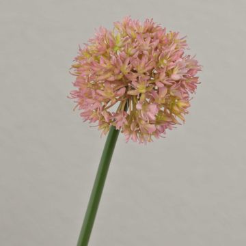 Allium artificiale ZHUANG, rosa-crema, 60 cm