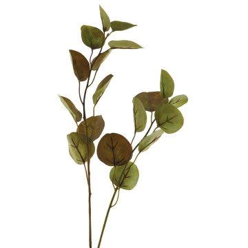 Ramo decorativo di eucalipto AOSHAN, marrone-verde, 80 cm