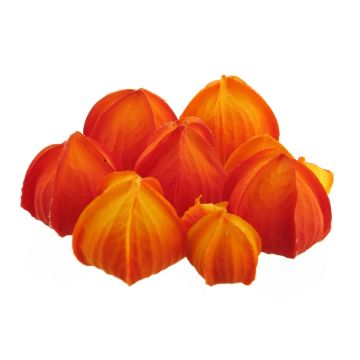 Physalis artificiale XUEROU, 10 pezzi, giallo-arancio