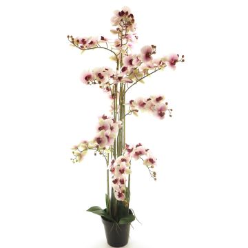 Orchidea Phalaenopsis artificiale CHENXU, rosa-crema, 140 cm