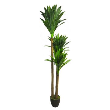 Palma decorativa Yucca SHIXING in vaso decorativo, 170 cm