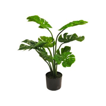 Falso filodendro Monstera Deliciosa LIMEINA, 70 cm