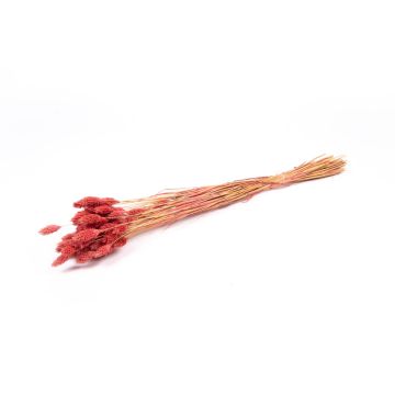 Erba canaria essiccata BRAGILA in mazzo, rosa scuro, 50-75cm, Ø12cm