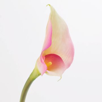 Calla di simulazione MARIOLA, rosa-bianco, 80cm, 8x15cm