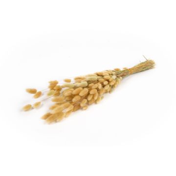 Erba di Lagurus essiccata BORKA, mazzo, naturale, 55-75cm, Ø12cm, 100g