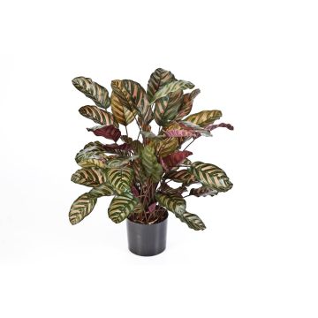 Calathea sintetica BIJAN, piccolo, verde-rosso, 80cm