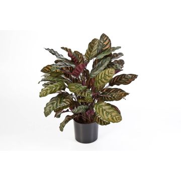 Calathea sintetica BIJAN, grande, verde-rosso, 80cm