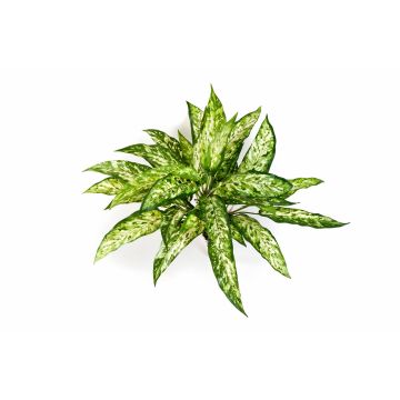 Pianta di aglaonema sintetica ASMARA su stelo, verde-bianco, 50cm