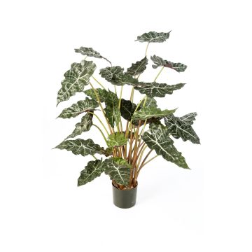 Alocasia sanderiana sintetica SHIVA, verde-bianco, 110cm