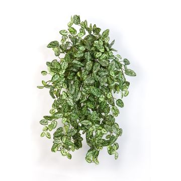 Hypoestes phyllostachya finta MALAIKA su stelo, verde-bianco 50cm