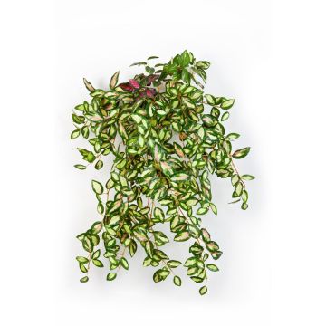 Tradescantia zebrina finta KATYINA su gambo, verde-rosso, 50cm