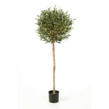 Olivo artificiale PLATON, tronco vero, con frutti, 140cm, Ø55cm