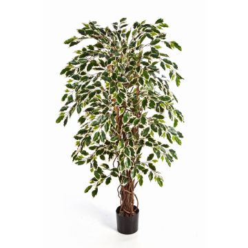 Ficus artificiale JARLAN, tronchi veri, verde-bianco, 120cm