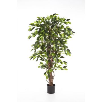 Ficus artificiale JARLAN, tronchi veri, verde, 180cm