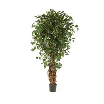 Ficus LUCIUS, 4125 foglie, tronco naturale, verde, DELUXE, 270cm
