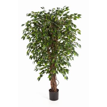 Albero di ficus finto DAKU, tronchi naturali, verde, 180cm