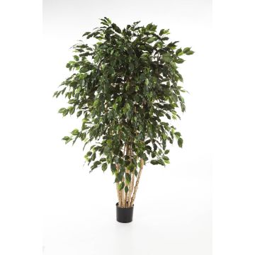 Ficus artificiale DAREL, tronchi veri, verde, 180cm