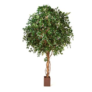 Ficus gigante artificiale RAMZO, tronchi veri, vaso, verde, 315cm