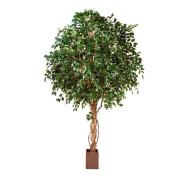 Ficus gigante artificiale RAMZO, tronchi veri, vaso, verde, 360cm