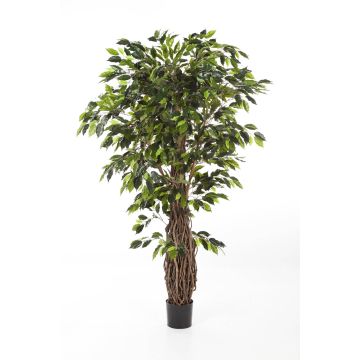 Albero di ficus artificiale PHIPSO, tronchi veri, verde, 150cm