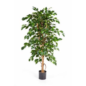 Ficus exotica artificiale THIAGO, tronchi naturali, verde, 120cm