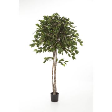 Ficus exotica artificiale KURO, tronchi naturali, verde, 150cm