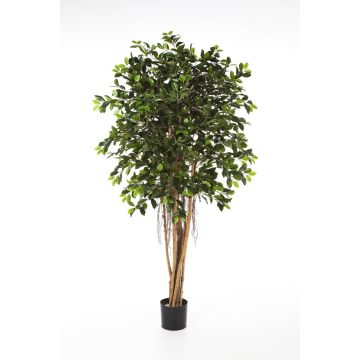 Albero di ficus artificiale AURIOL, tronchi veri, verde, 150cm