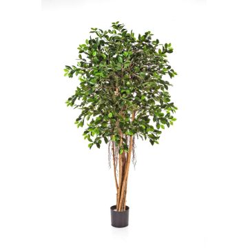 Ficus AURIOL con radici aeree, 2160 foglie, verde, 180cm