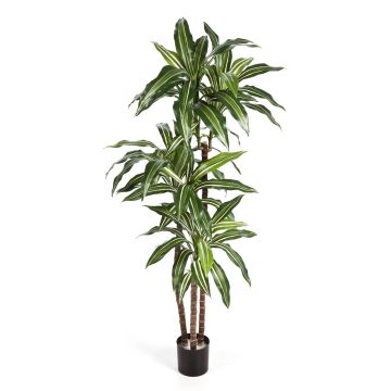 Arbusto di dracaena finto LAURA tronchi veri, verde-bianco, 120cm