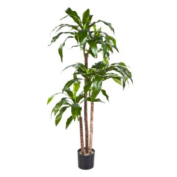 Arbusto di dracaena finto LAURA, tronchi veri, verde, 150cm