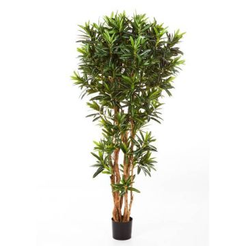 Croton goldfinger artificiale MIKE, tronchi veri, verde, 180cm