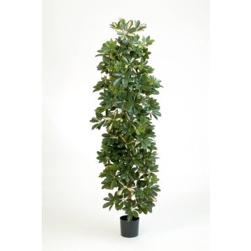 Schefflera artificiale ANDREW, tronchi naturali, verde-bianco, 180cm