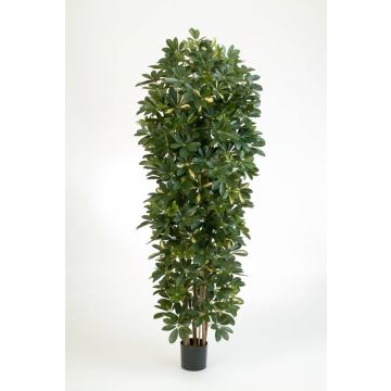 Schefflera artificiale ANDREW, tronchi naturali, verde-bianco, 200cm