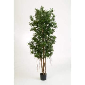 Podocarpo artificiale MATEO, tronchi naturali, verde, 150cm