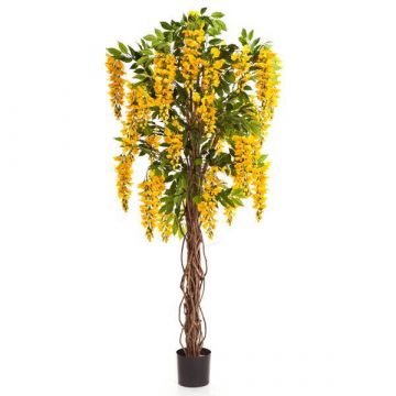 Glicine artificiale ARIANA tronchi veri, con fiori, giallo, 180cm